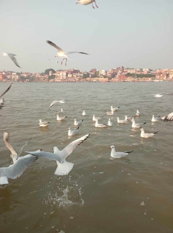 Ganga Ghats birds soaring around